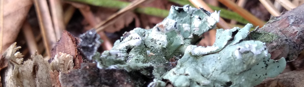 close up of lichen on a twig
