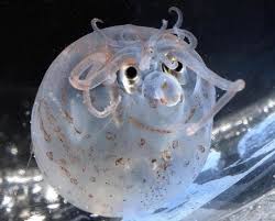 image of a piglet squid which looks like it has a cute smiley face and curly hair